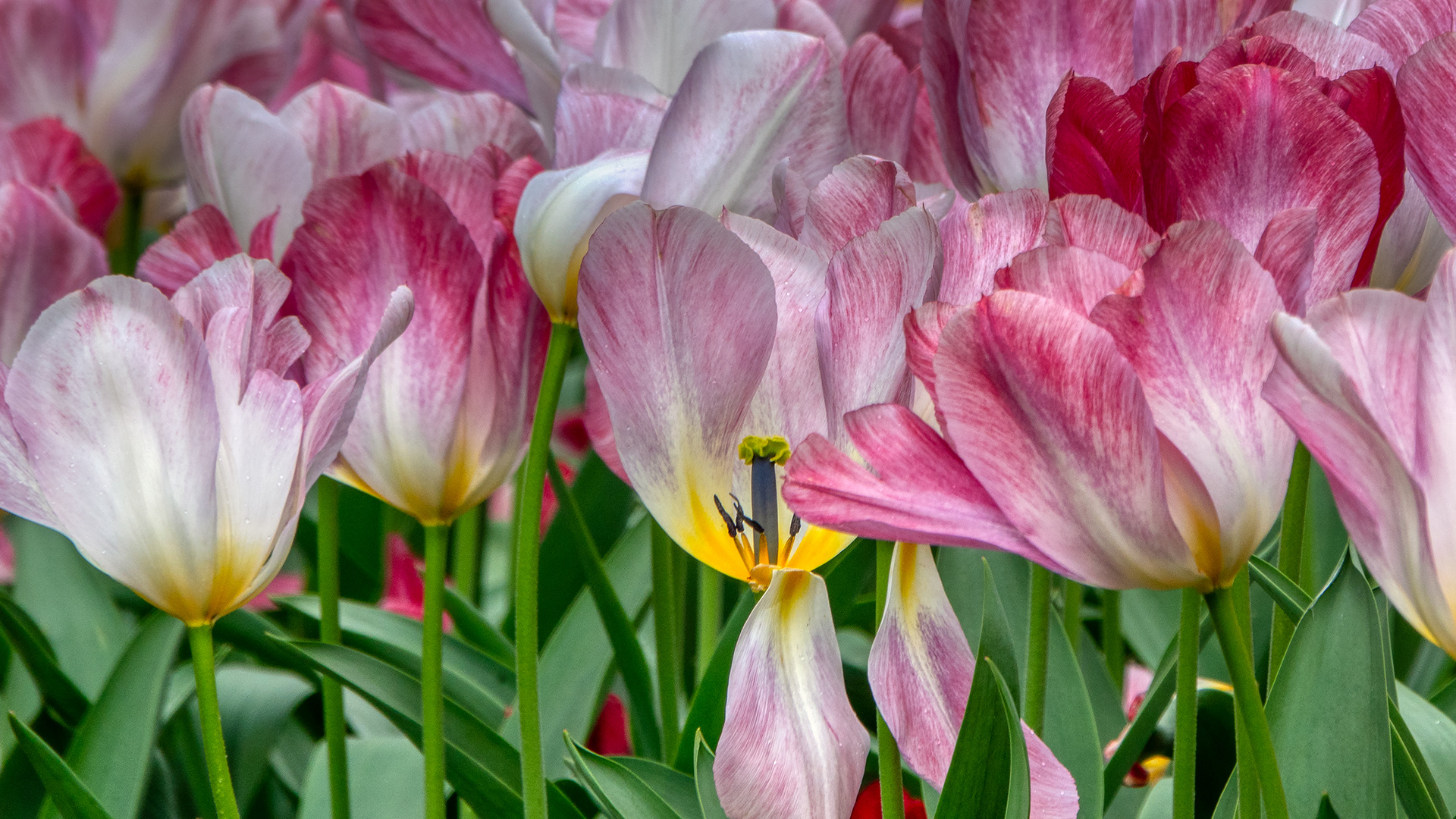 Tulpenschau in Morges (2)