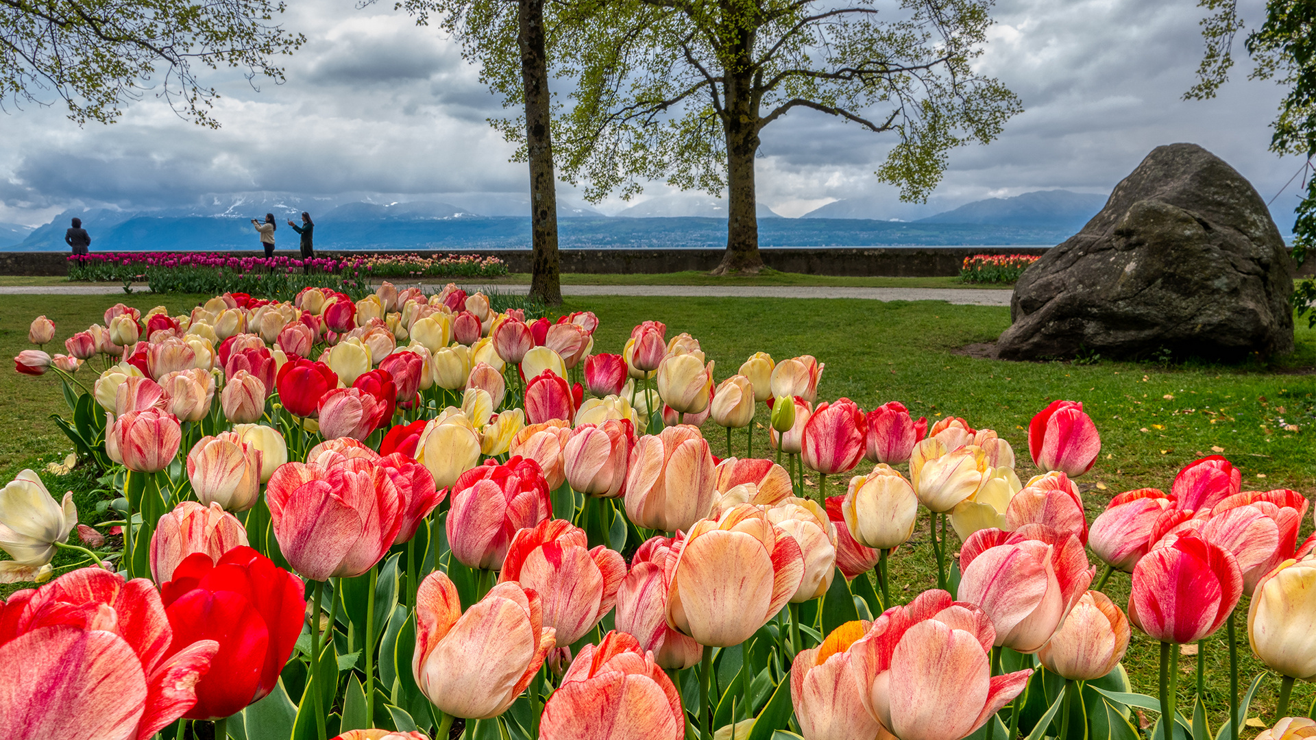 Tulpenschau in Morges (3)