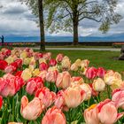 Tulpenschau in Morges (3)