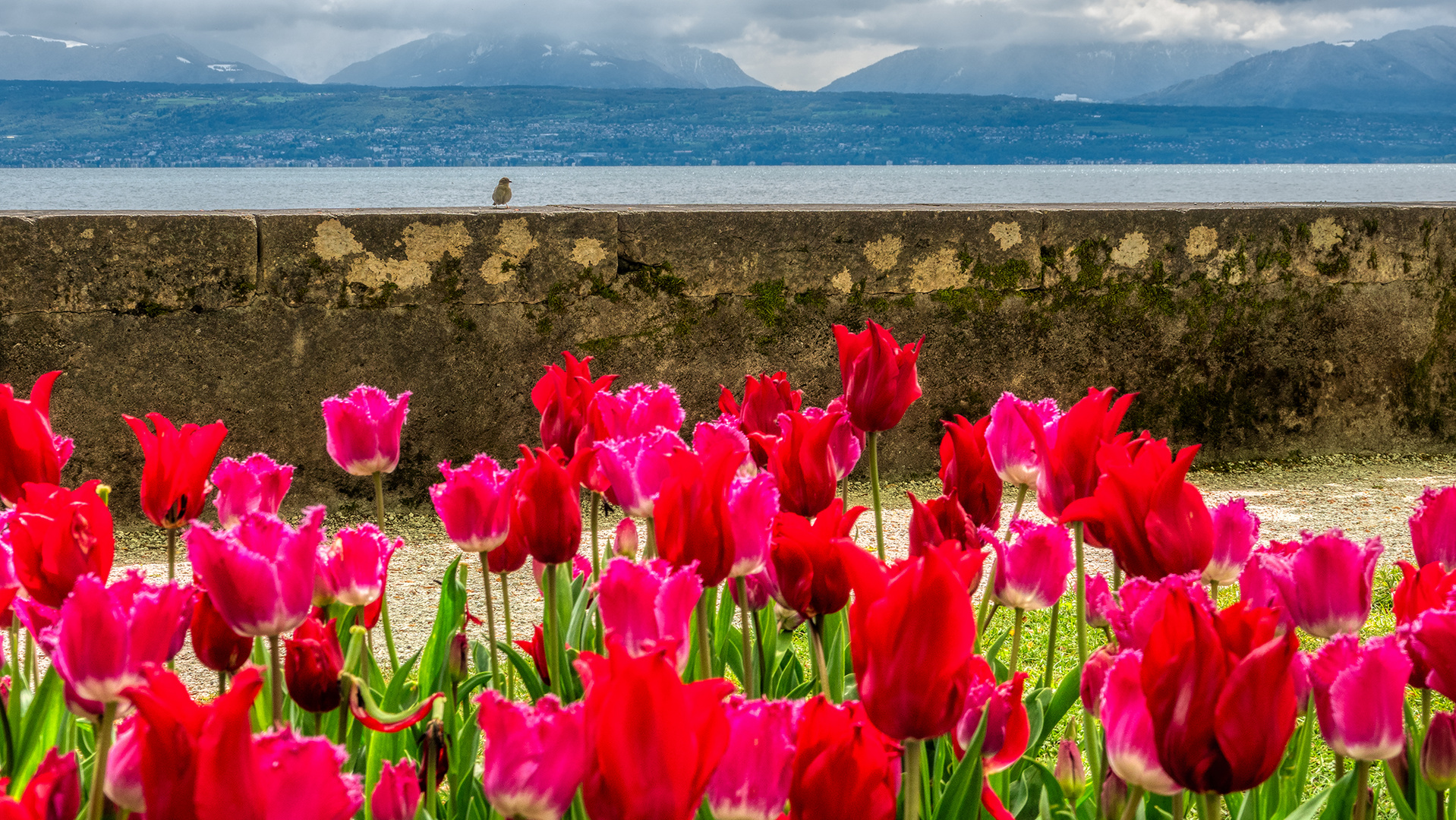 Tulpenschau in Morges (4)