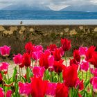 Tulpenschau in Morges (4)