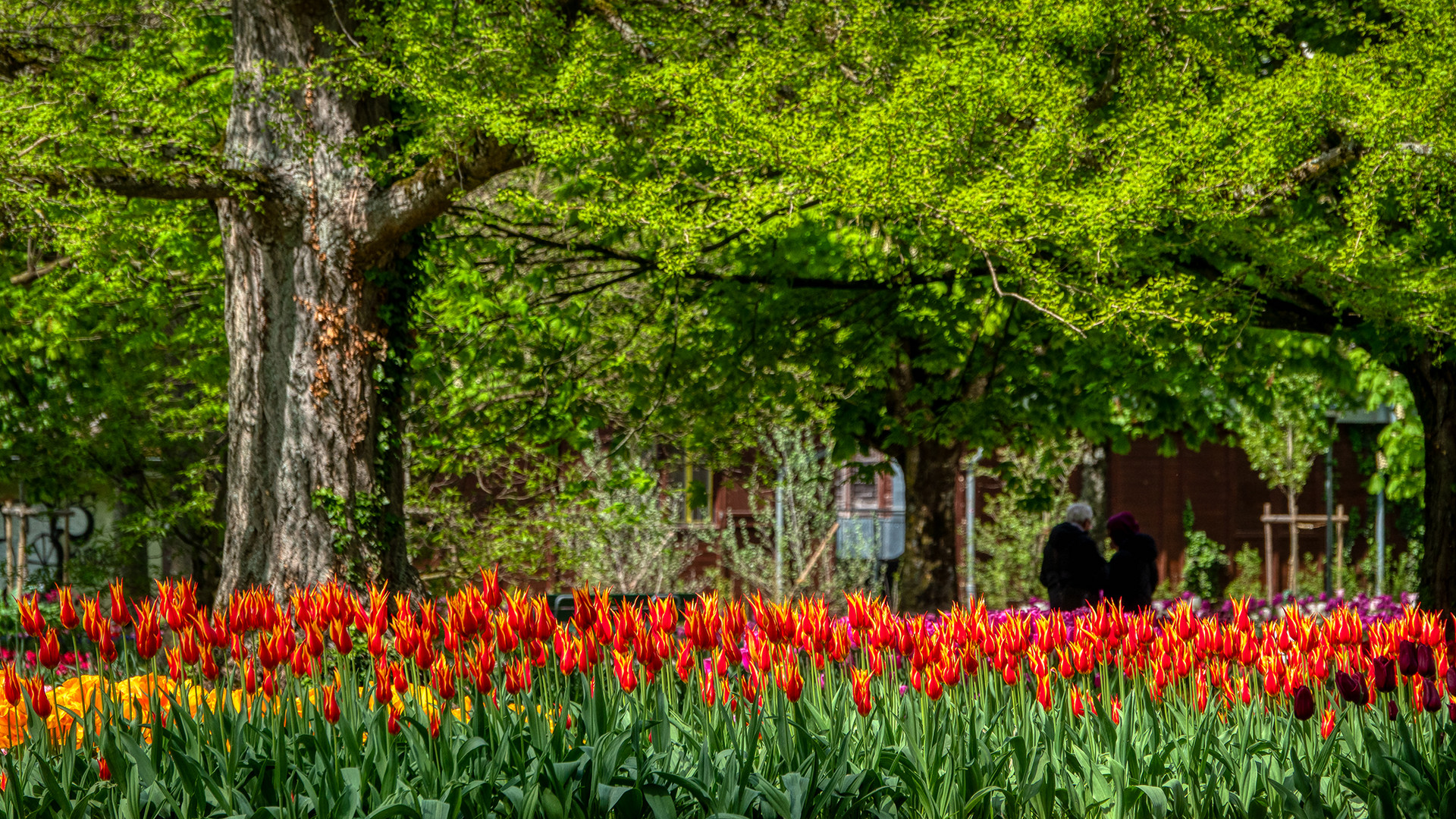 Tulpenschau in Morges (6)