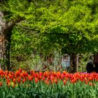 Tulpenschau in Morges (6)