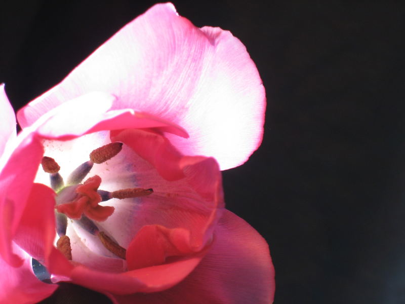 Tulpenschimmer