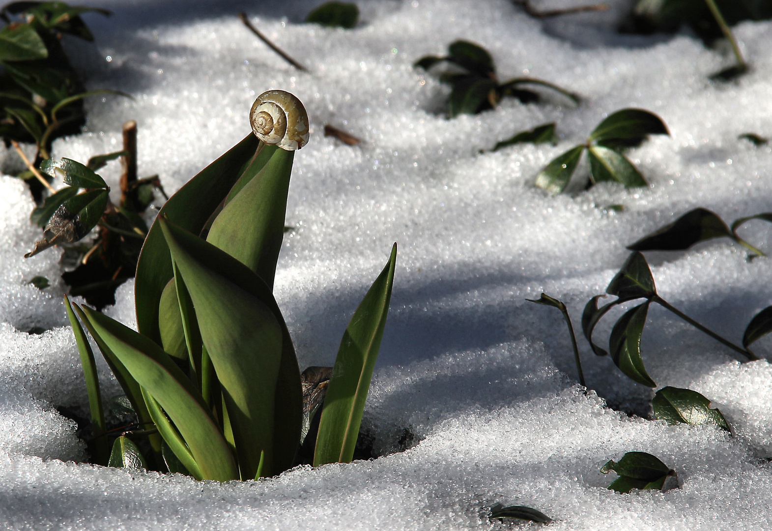 Tulpenschnecke