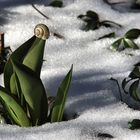 Tulpenschnecke