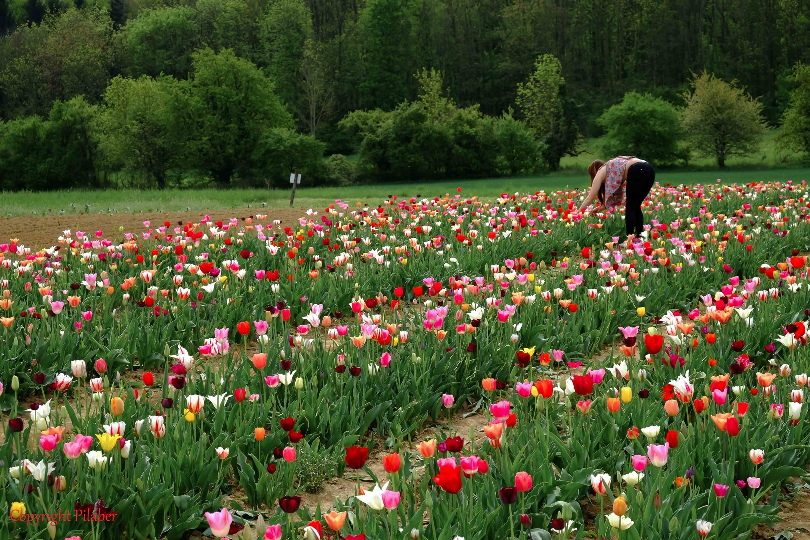 Tulpenschnitt