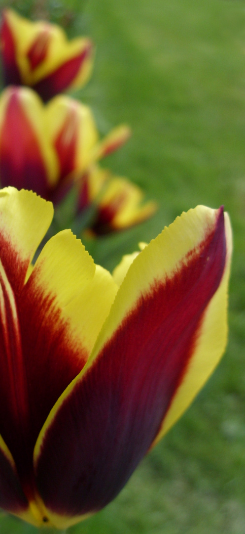 TulpenSchnitt