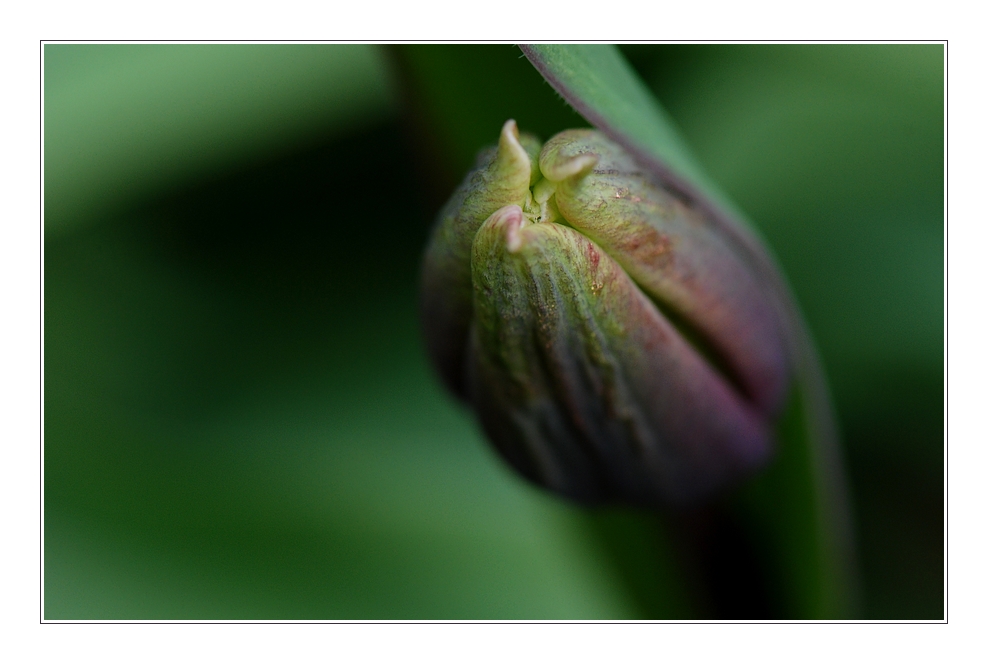 tulpenschnute