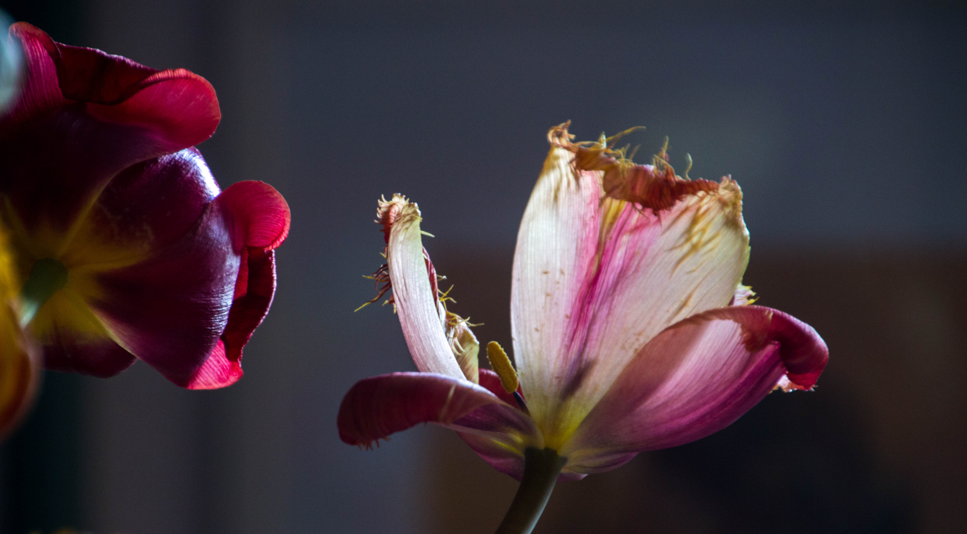 Tulpenschönheit 2