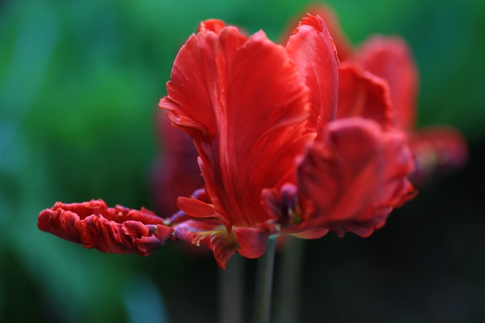 Tulpenschönheit