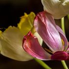Tulpenschönheit 3