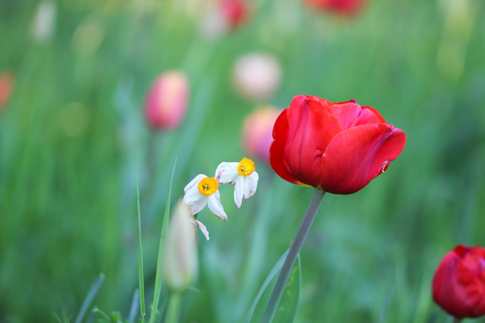 Tulpenschönheit