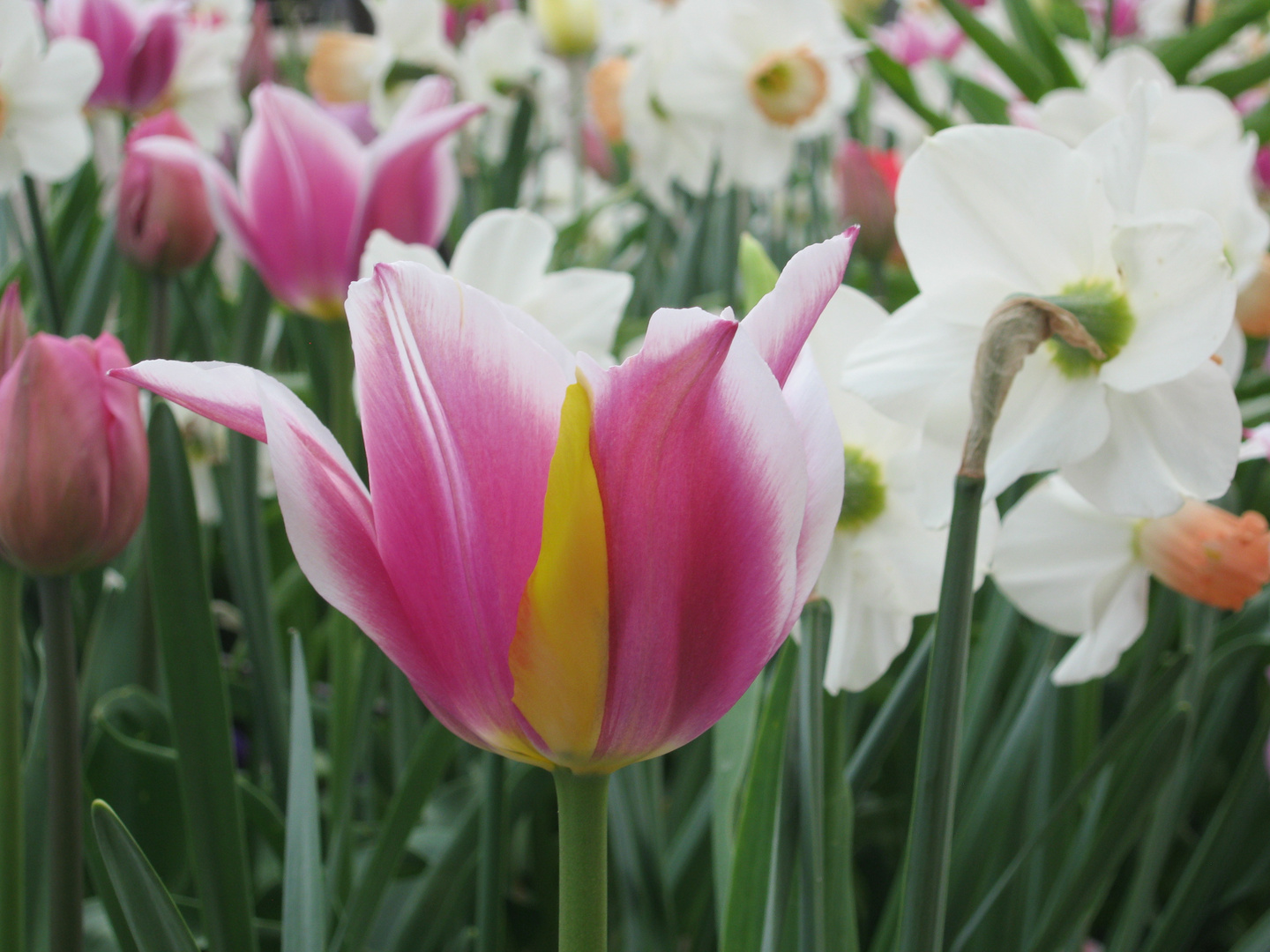 Tulpenschönheit