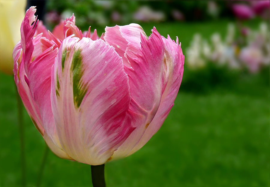 Tulpenschönheit von Astrid Hallmann