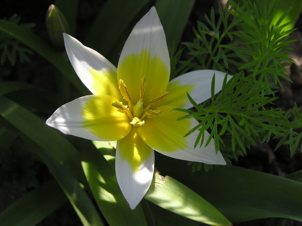 Tulpenschönheit