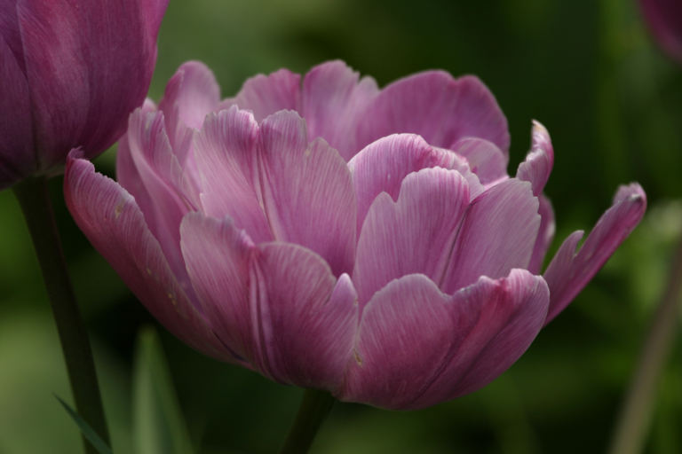 Tulpenschönheit