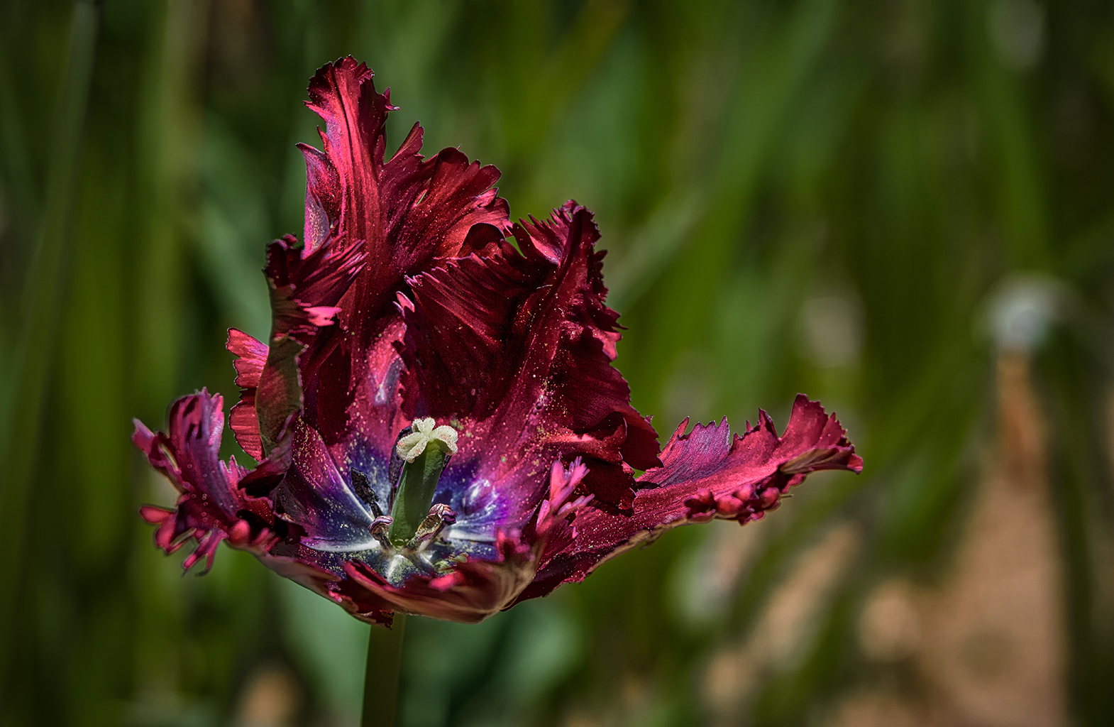 Tulpenschönheit