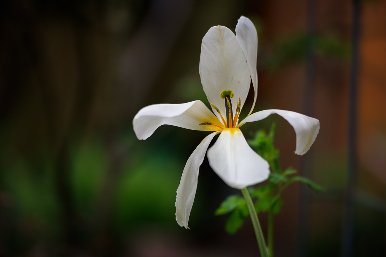 Tulpenschönheit