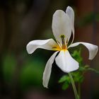 Tulpenschönheit