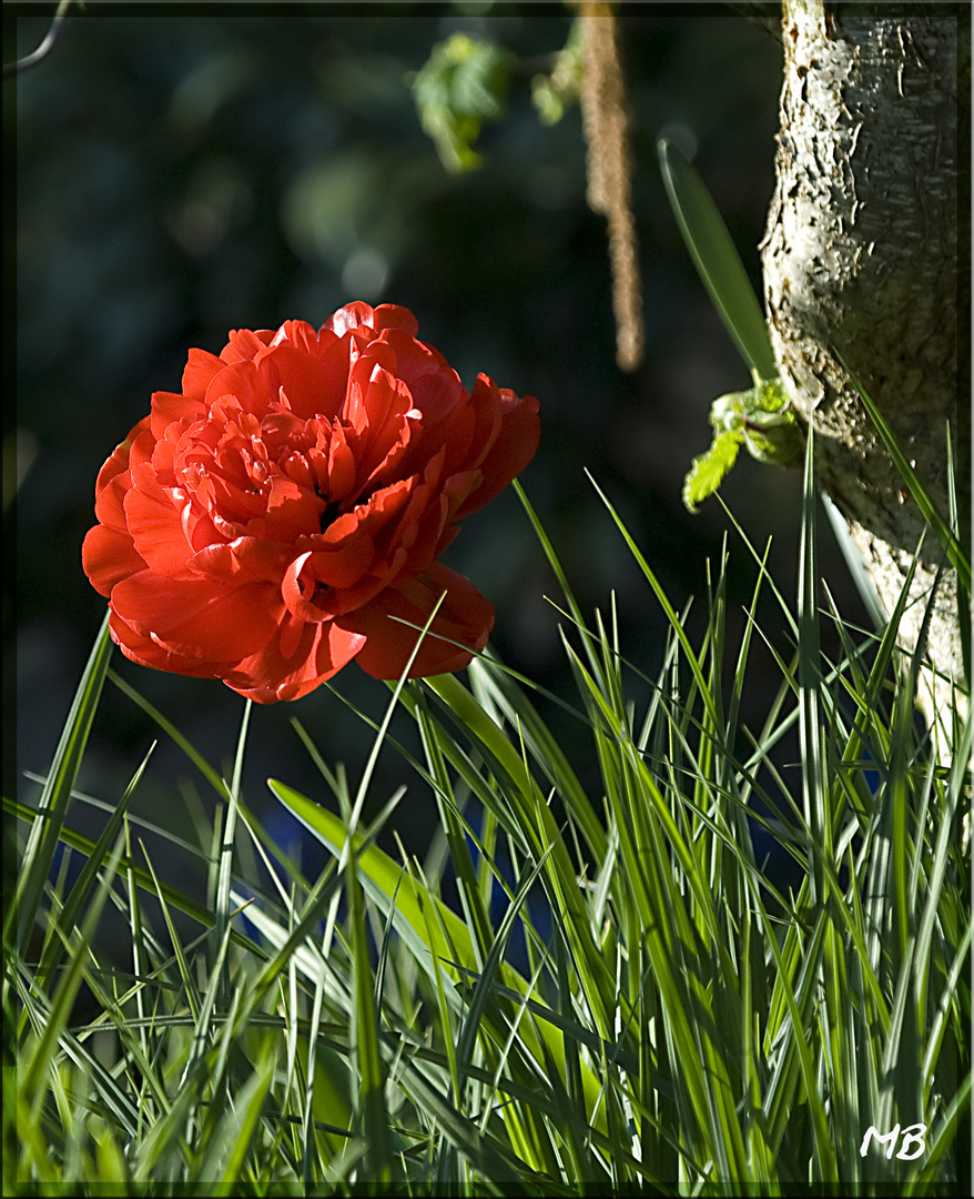 Tulpenschönheit...