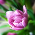 Tulpenschönheit
