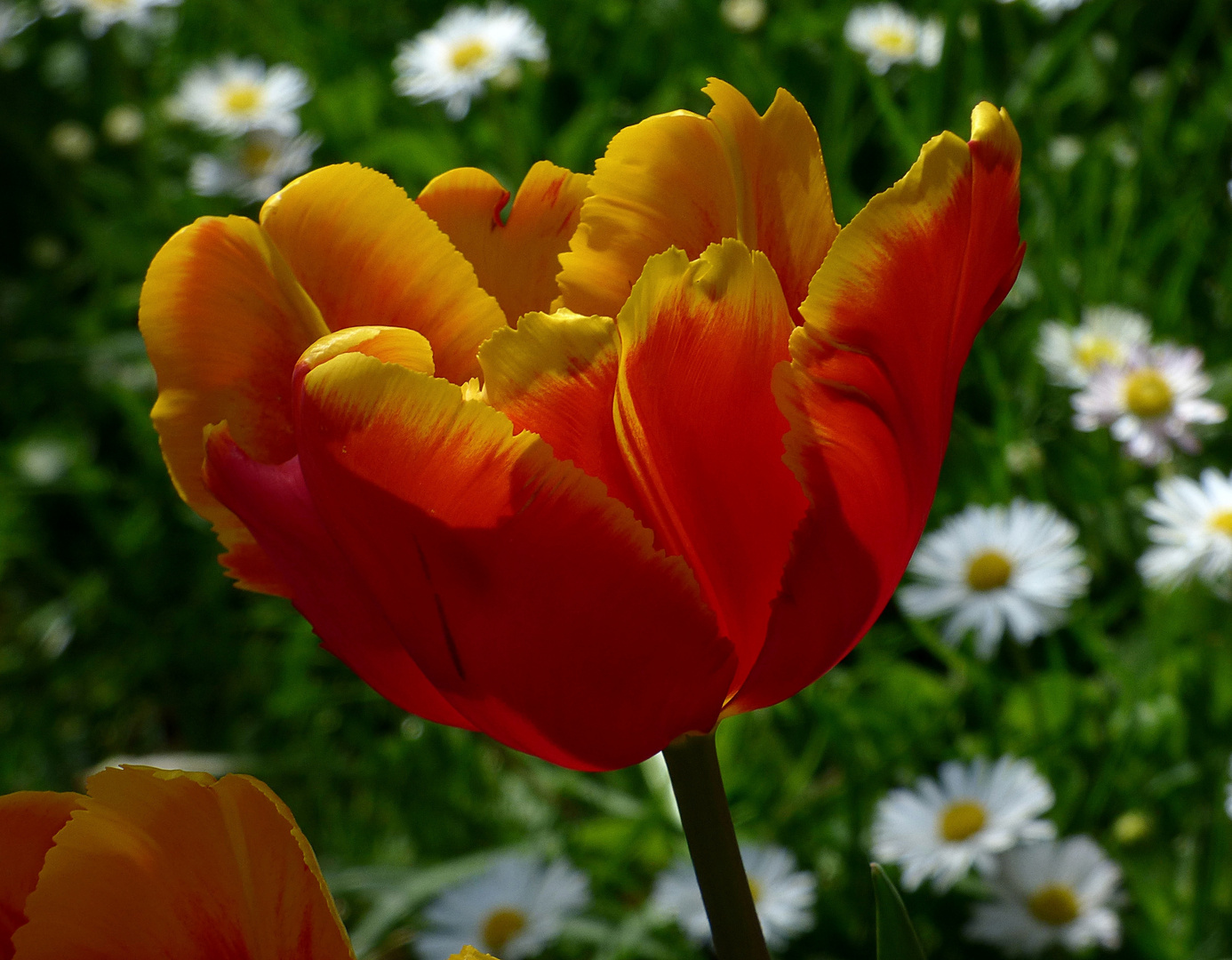 Tulpenschönheit