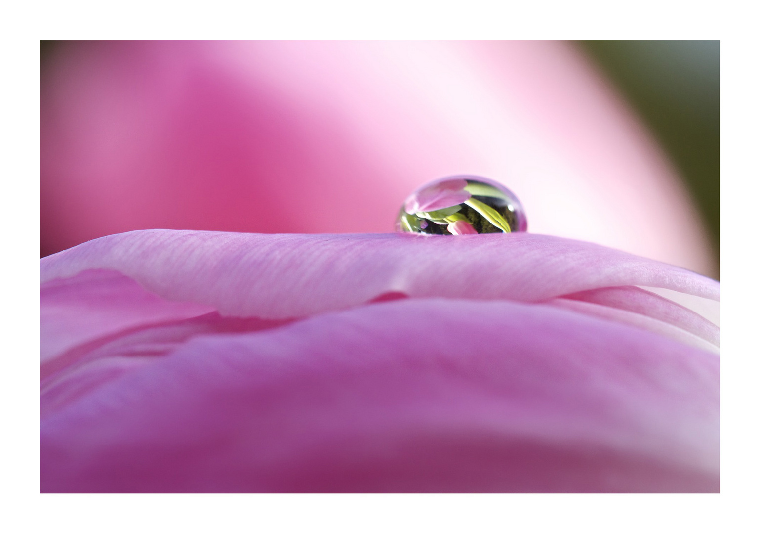 Tulpenshooting-Nachmittag *2