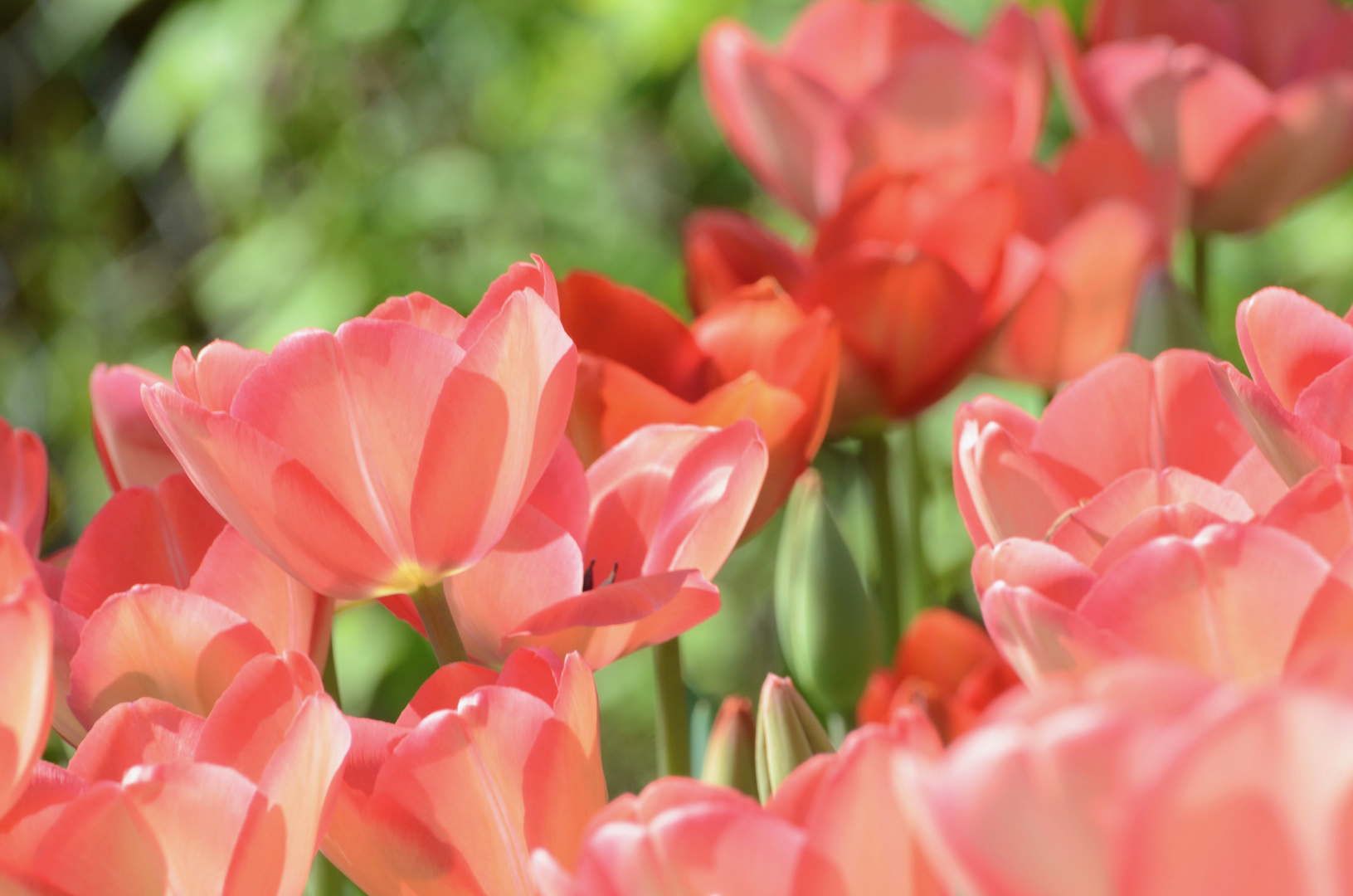 Tulpensinfonie in Dur