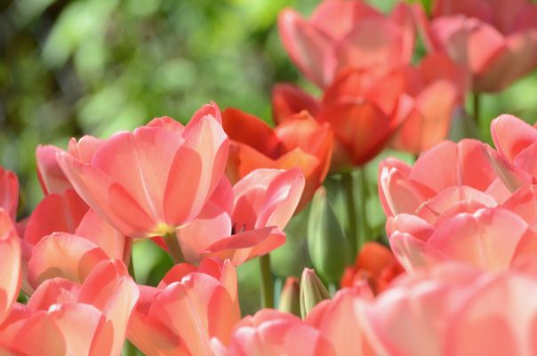 Tulpensinfonie in Dur