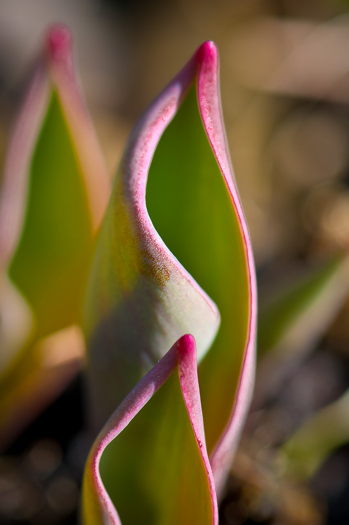 Tulpenskulptur