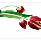 Tulpensonntag