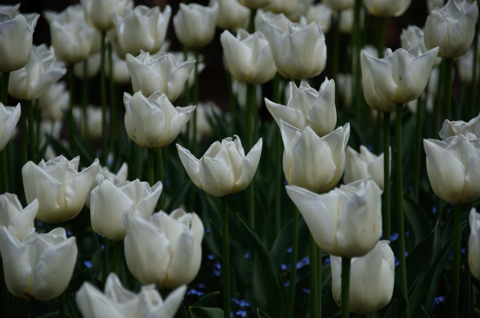 Tulpensonntag in Lahr