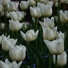 Tulpensonntag in Lahr