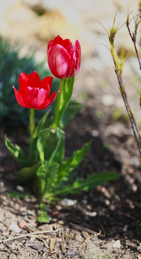 Tulpensorten in den Gärten