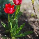 Tulpensorten in den Gärten