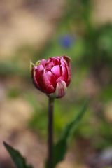 Tulpensorten in den Gärten