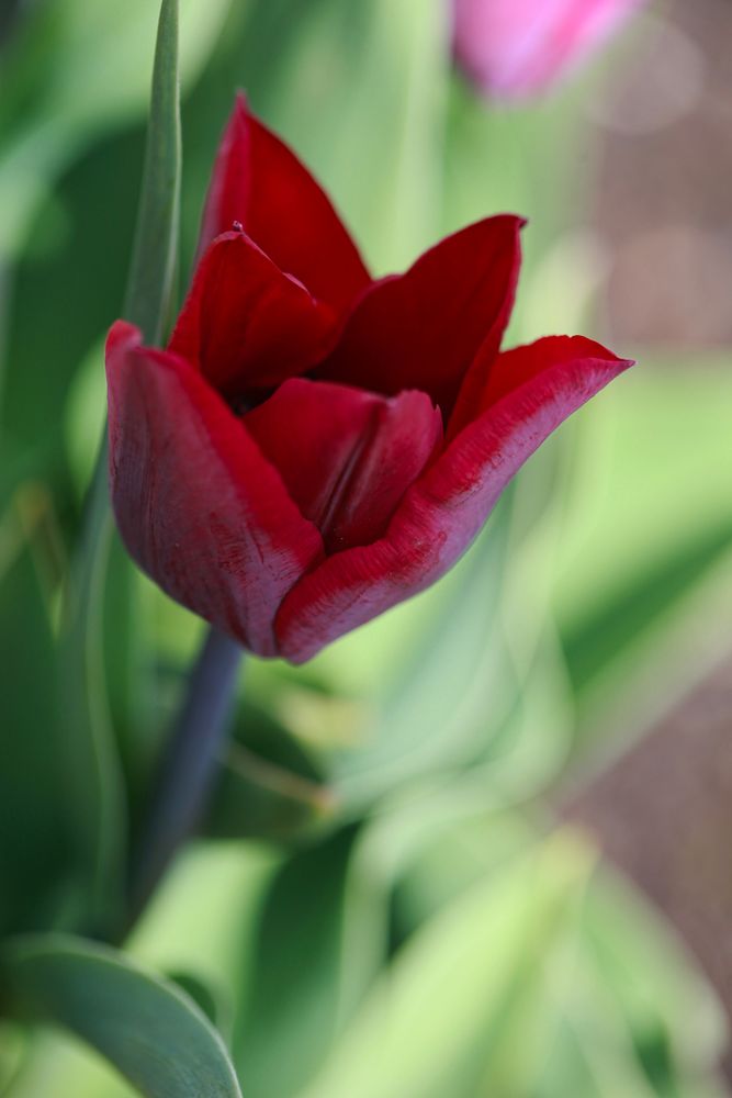 Tulpensorten in den Gärten