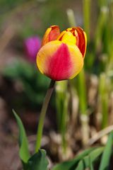 Tulpensorten in den Gärten