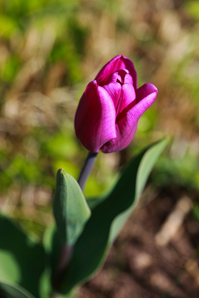 Tulpensorten in den Gärten