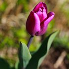 Tulpensorten in den Gärten