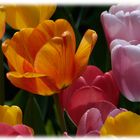 Tulpenspiel mit den Farben......