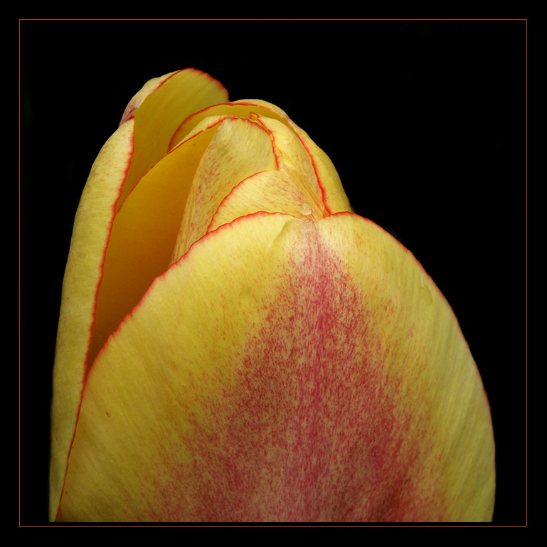 Tulpenspitze