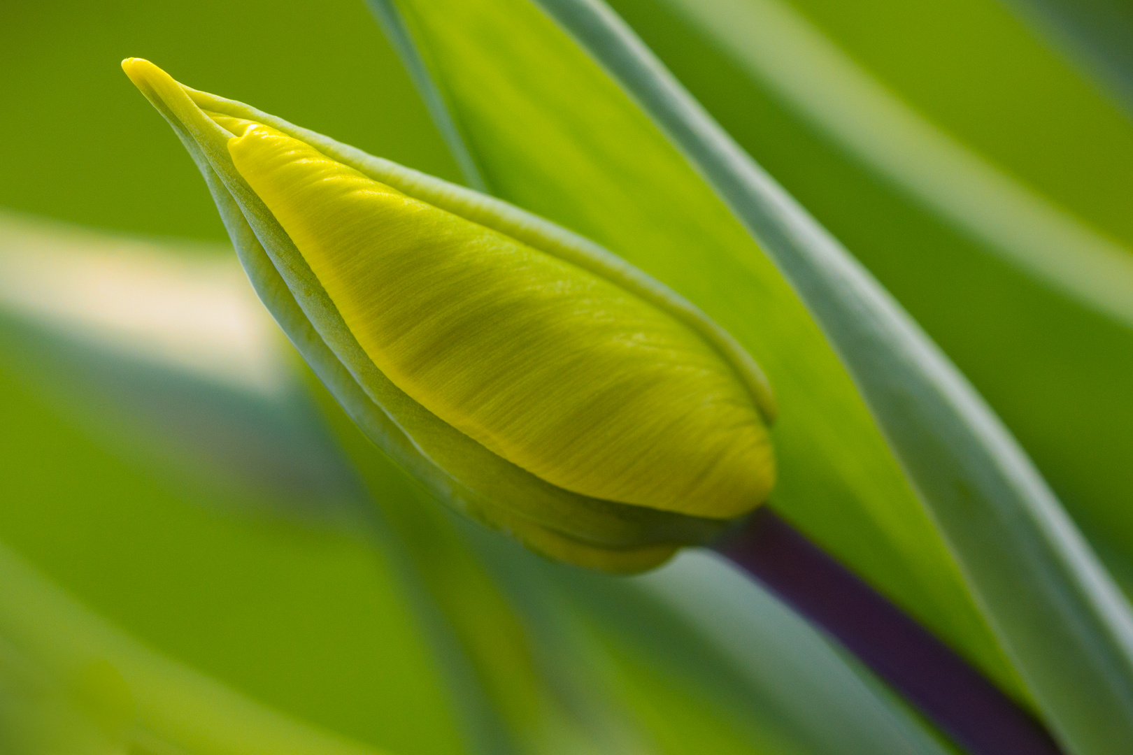 Tulpensproß