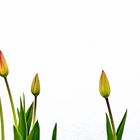 Tulpenstart