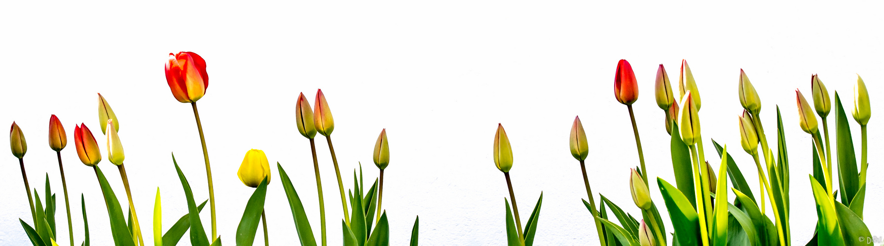 Tulpenstart