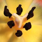 Tulpenstempel