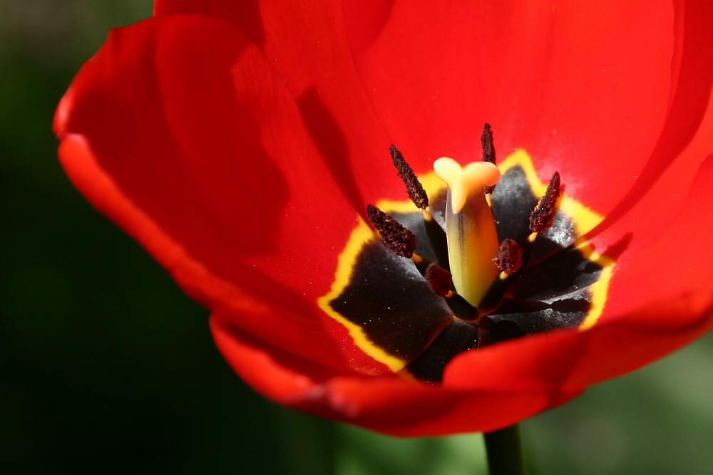 Tulpenstempel