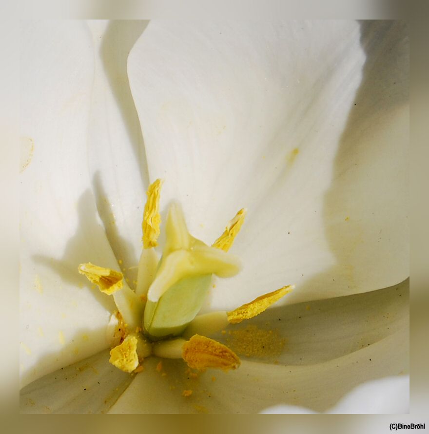 Tulpenstempel