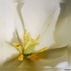 Tulpenstempel